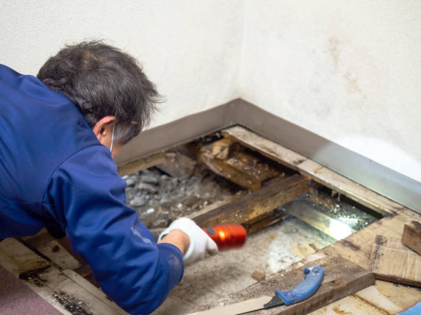 Best Same-Day Mold Removal  in Cherryland, CA