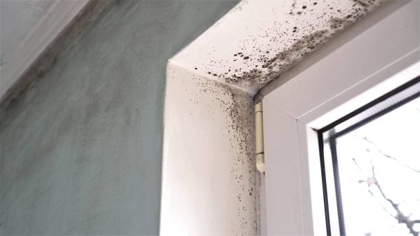 Crawl Space Mold Removal in Cherryland, CA