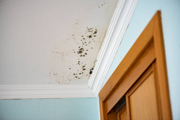 Best Mold Damage Repair  in Cherryland, CA