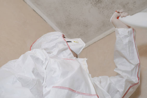 Best Mold Cleaning Services  in Cherryland, CA