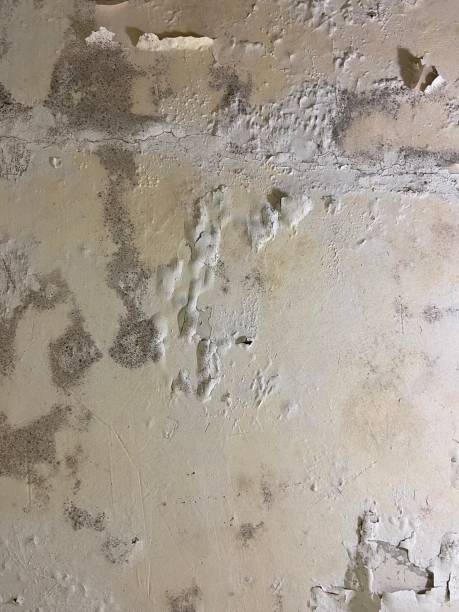 Best Local Mold Removal Service  in Cherryland, CA