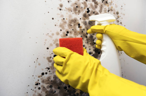 Home Mold Removal in Cherryland, CA