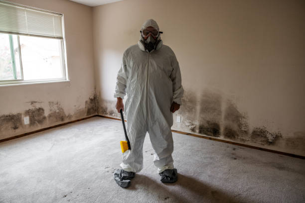 Best Office Mold Removal Services  in Cherryland, CA
