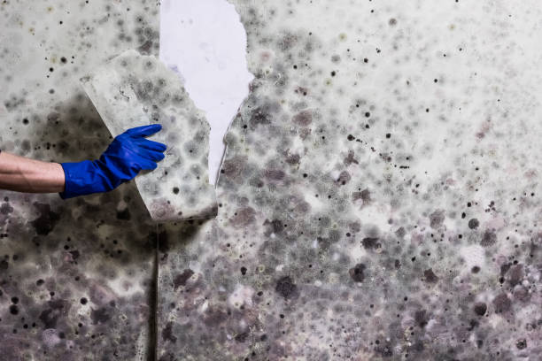 Best Home Mold Removal  in Cherryland, CA