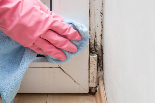 Best Mold Removal Process  in Cherryland, CA