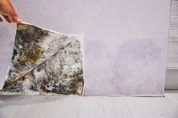 Best Mold Damage Repair  in Cherryland, CA